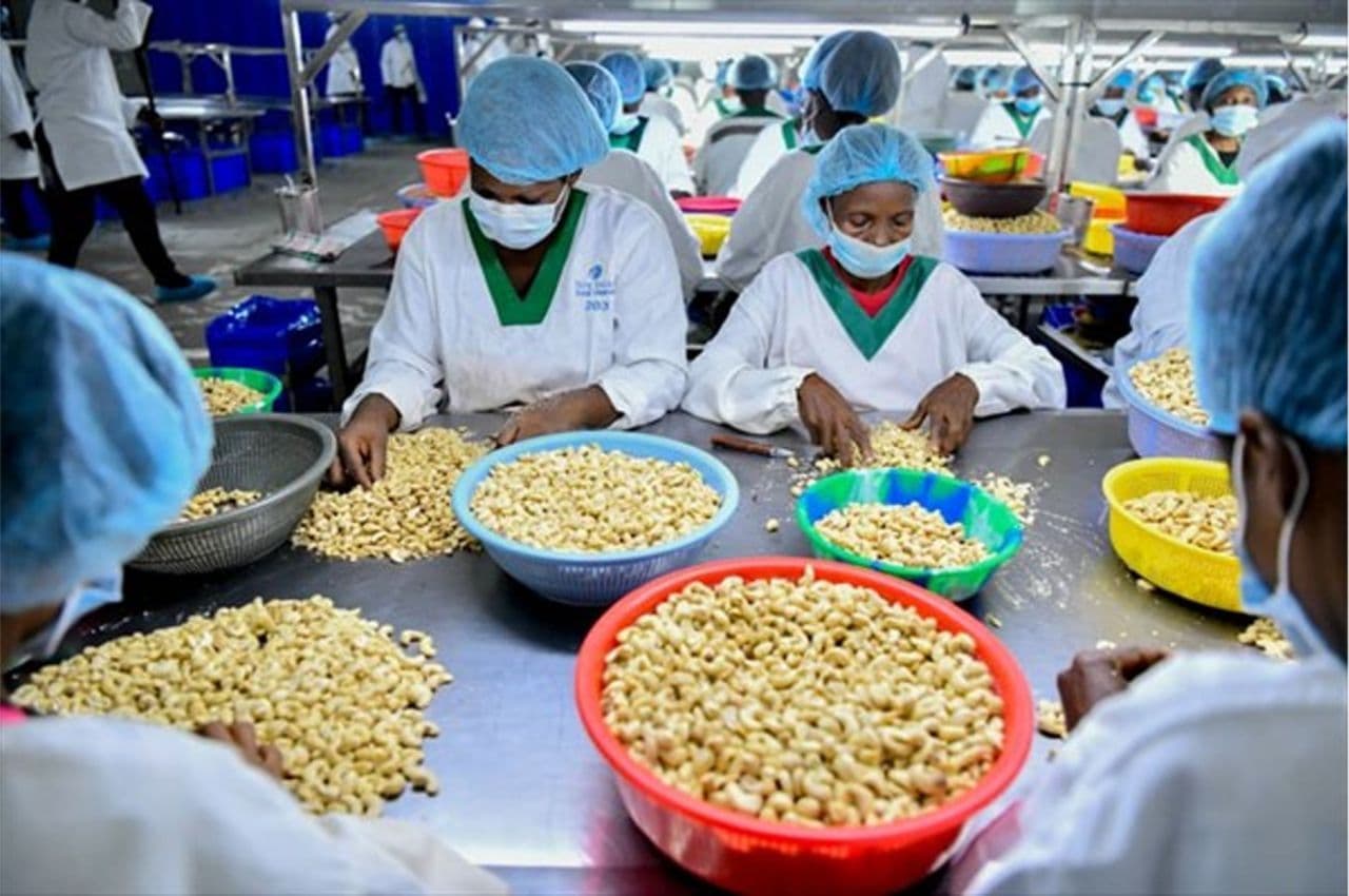Dorado Plans $18 Million Cashew Processing Plant in Côte d’Ivoire