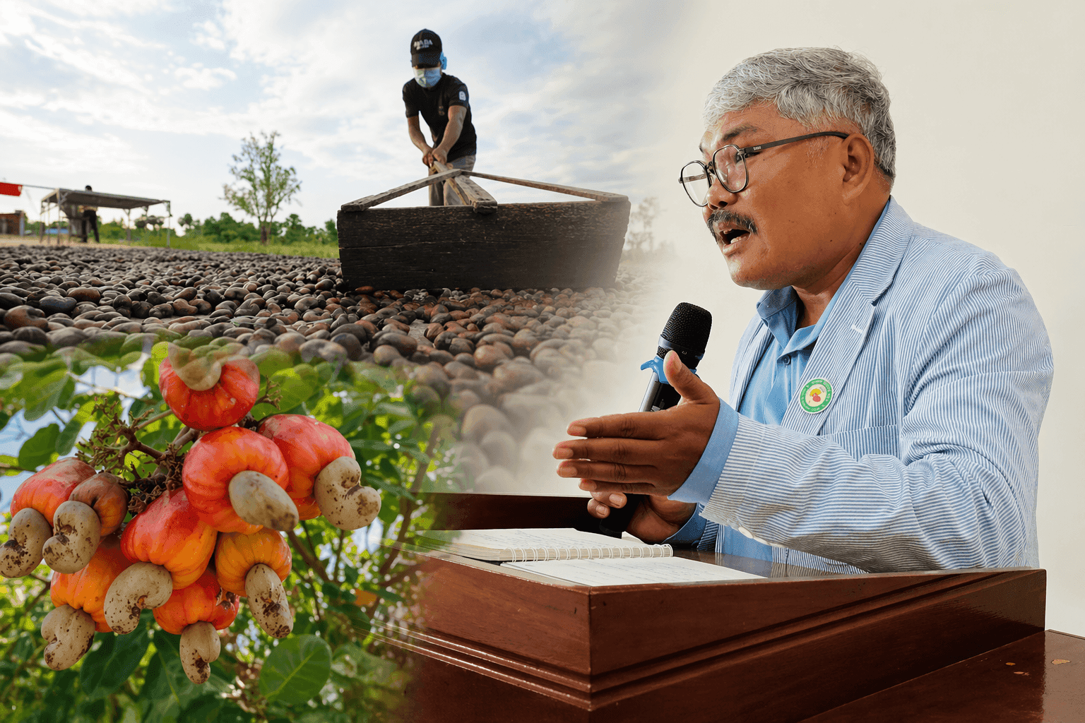 Global Cashew Crisis Exposes Policy and Logistics Failures  