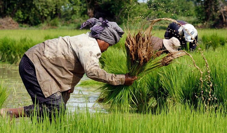Cambodia earns over $4.18 billion from agricultural exports in first 10 months of 2025