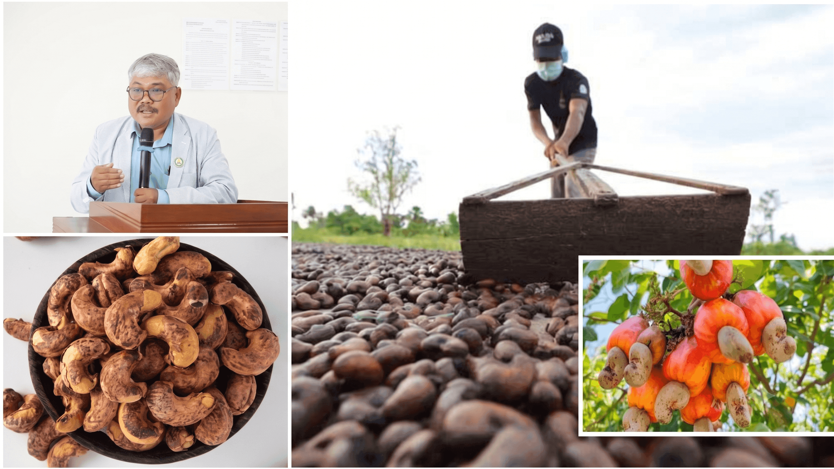 Cambodia's Raw Cashew Exports Rise 28% as Global Market Signals Shift Toward Processing at Origin