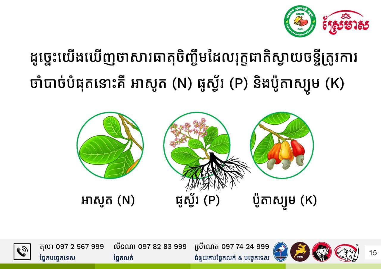 NPK គឺជាអ្វី ? មានតួនាទីអ្វីខ្លះ ?