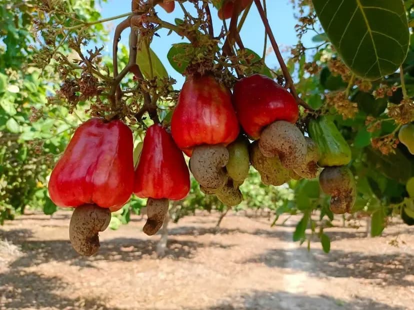 MoC conducts first meeting for National Cashew Policy 2022-2027