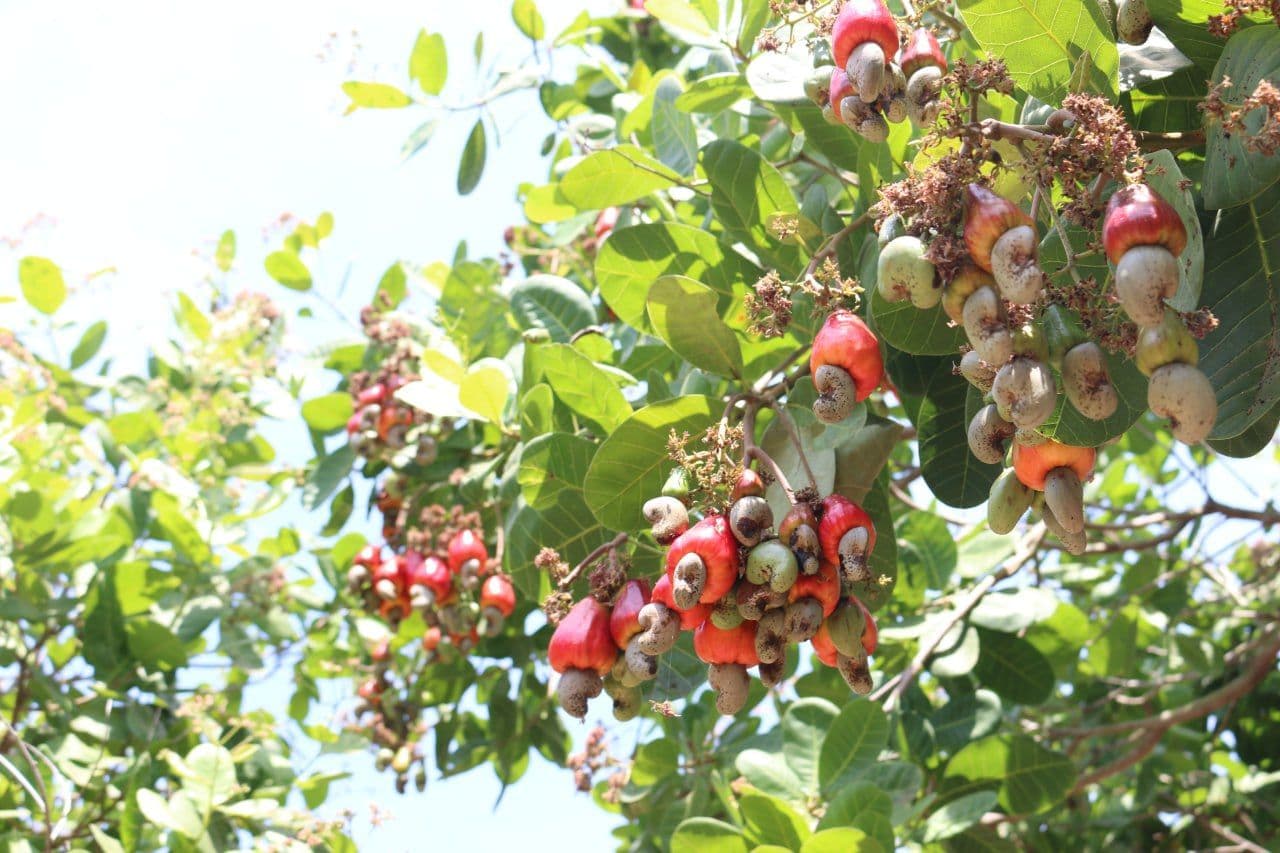 តួរនាទីរបស់ Amino Acid ក្នុងវគ្គផ្កា ផ្លែ