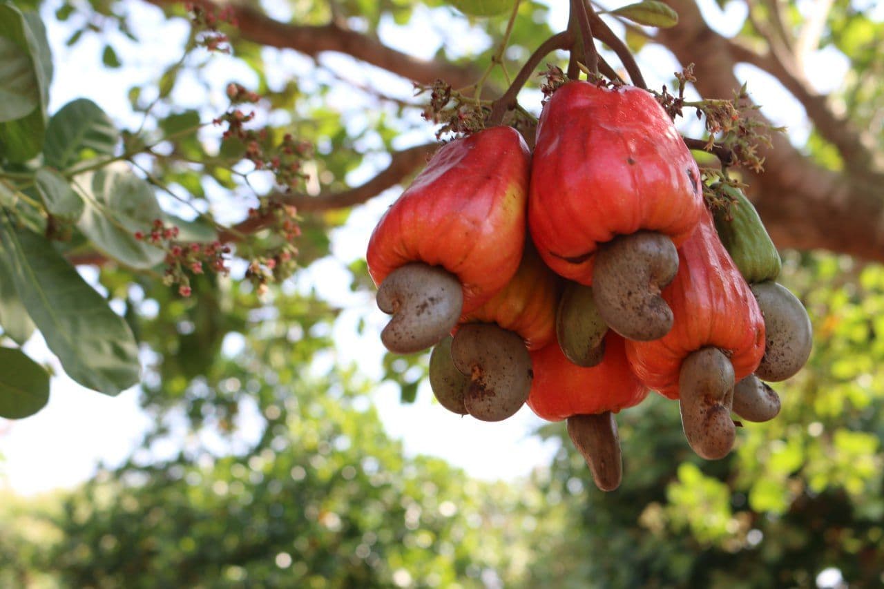 Cambodia remains Vietnam’s top source of raw cashew nuts