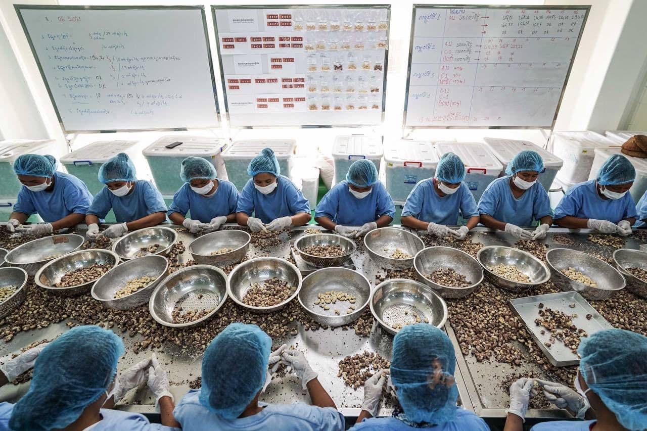 Cambodia to Open Three New Cashew Processing Factories in 2026, Boosting Local Value Addition