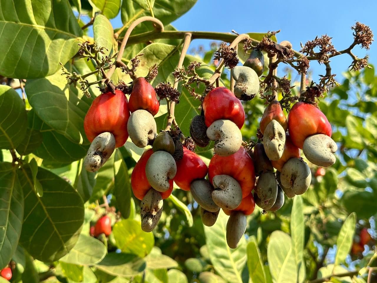 កាល់ស្យូម-បូរ៉ូន មានប្រយោជន៍ច្រើនសម្រាប់ចន្ទីក្នុងដំណាក់កាលផ្កាផ្លែ