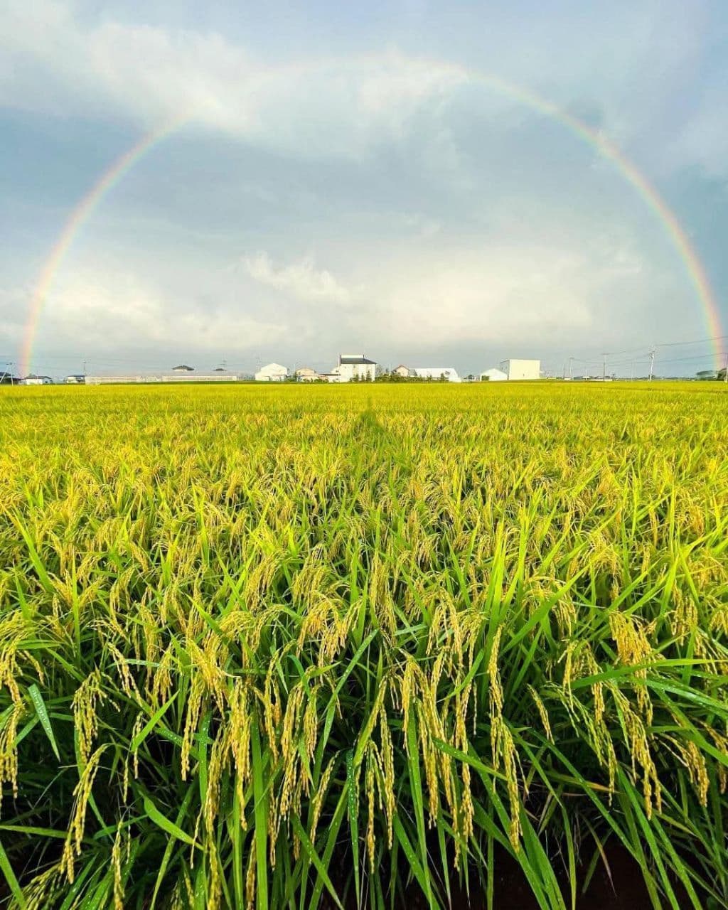 Govt injects $40M to stabilise plunging paddy prices