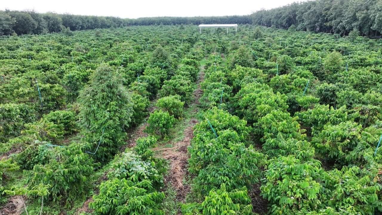 Cambodia Moves Toward Sustainable Forest Certification to Boost Global Competitiveness