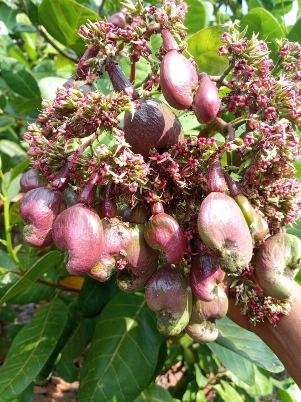 ការស្រោចទឹកលើគល់ដំណាំនារដូវប្រាំងអាចបង្កើនផលចន្លោះ១០%