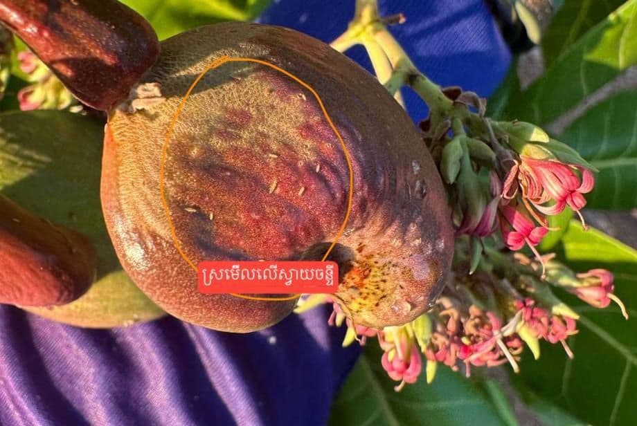 វិធីកម្ចាត់ស្រមើរ (ក្រាភ្លើង ឬ ទ្រីប)