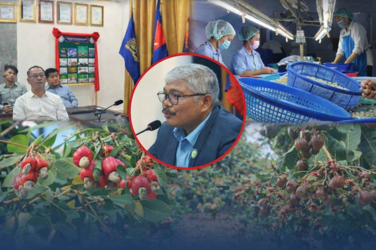 យុទ្ធសាស្ត្រ "ពិពិធកម្មគ្រាប់ឆៅ" ជាដង្ហើមរស់របស់កសិករ ខណៈការកែច្នៃក្នុងស្រុកមិនច្បាស់លាស់