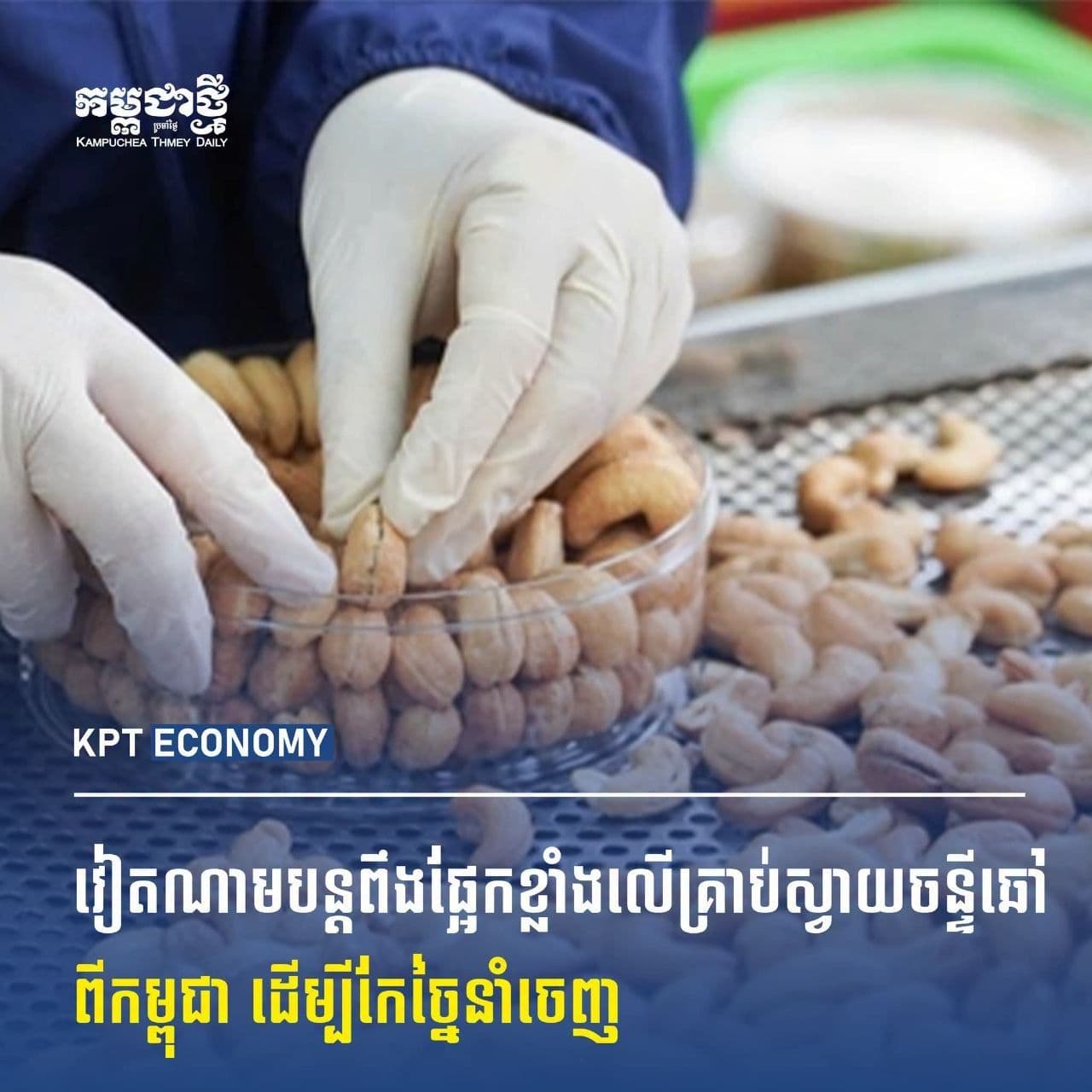 Vietnam Spends Over US$3 Billion on Raw Cashew Imports as Cambodia Remains Largest Supplier