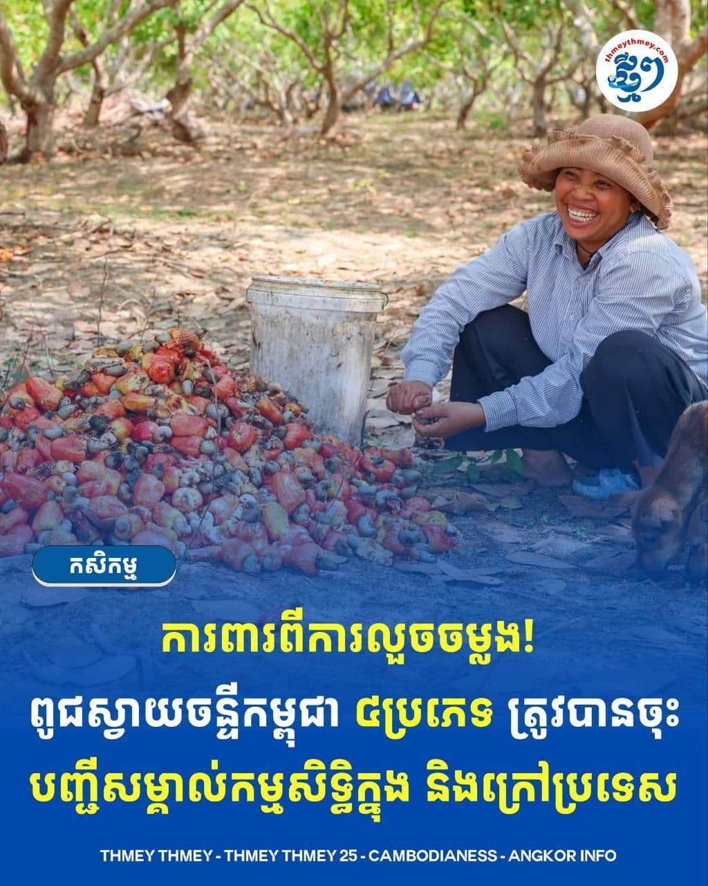 Cambodia Registers Four Cashew Varieties to Protect Intellectual Property