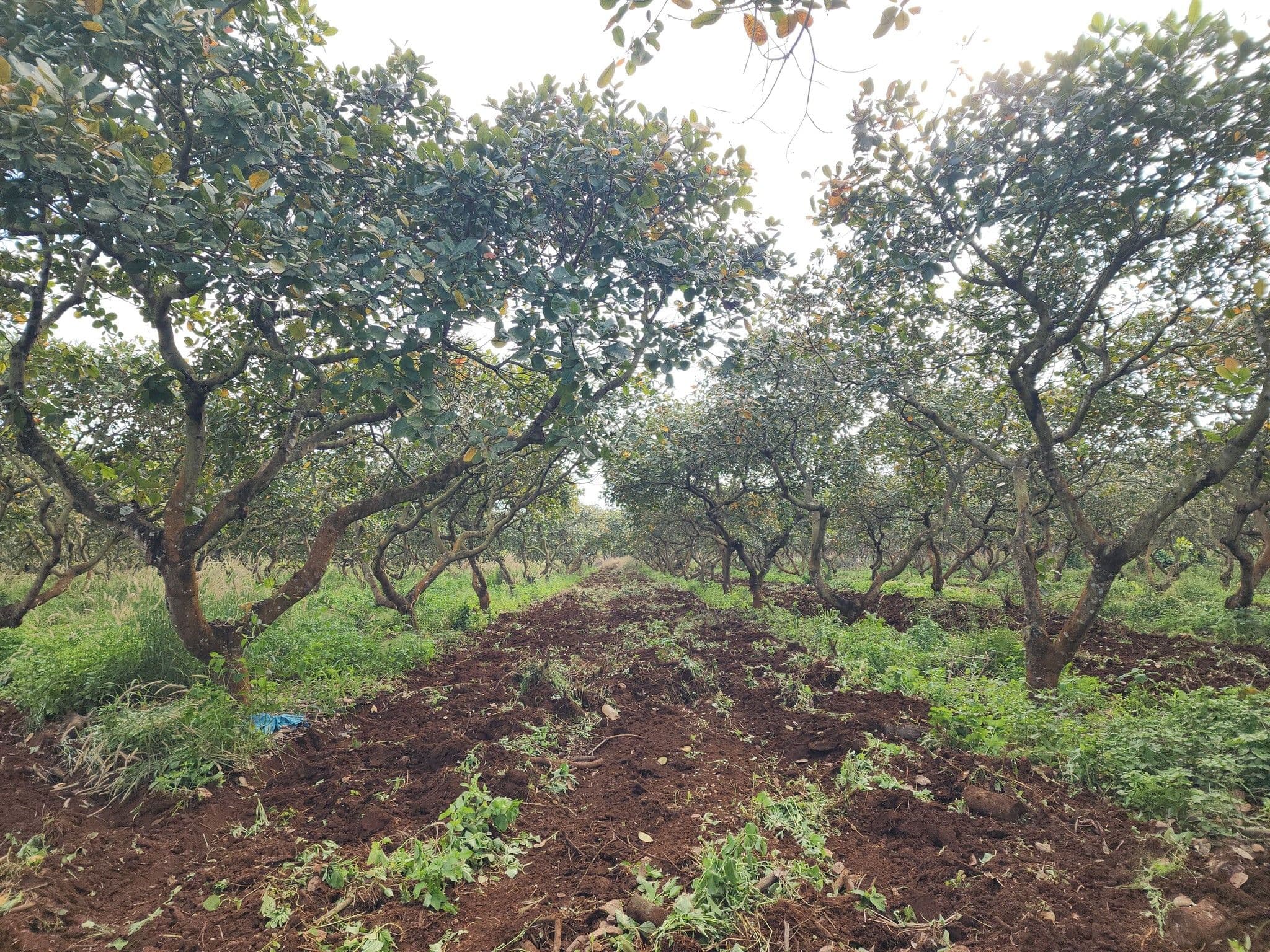 Climate Change Disrupts Cambodia’s Cashew Sector as Farmers Turn to New Techniques