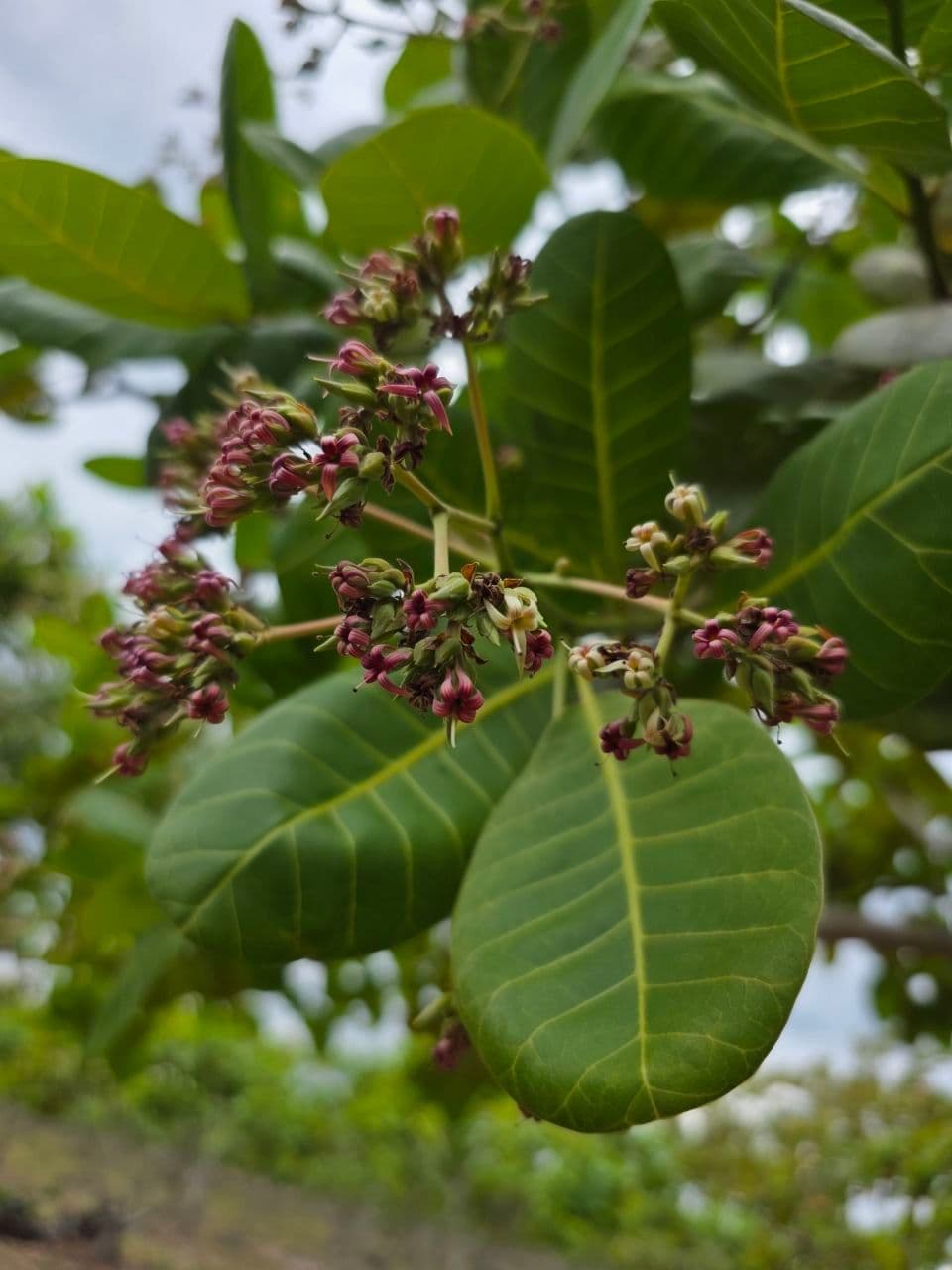 វិធីសាស្ត្រថែទាំផ្កាចន្ទី ក្នុងរដូវរងា (ពេលមេឃចុះត្រជាក់ខ្លាំង)