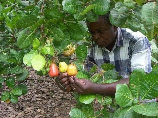 China expands market access for African cashew nuts