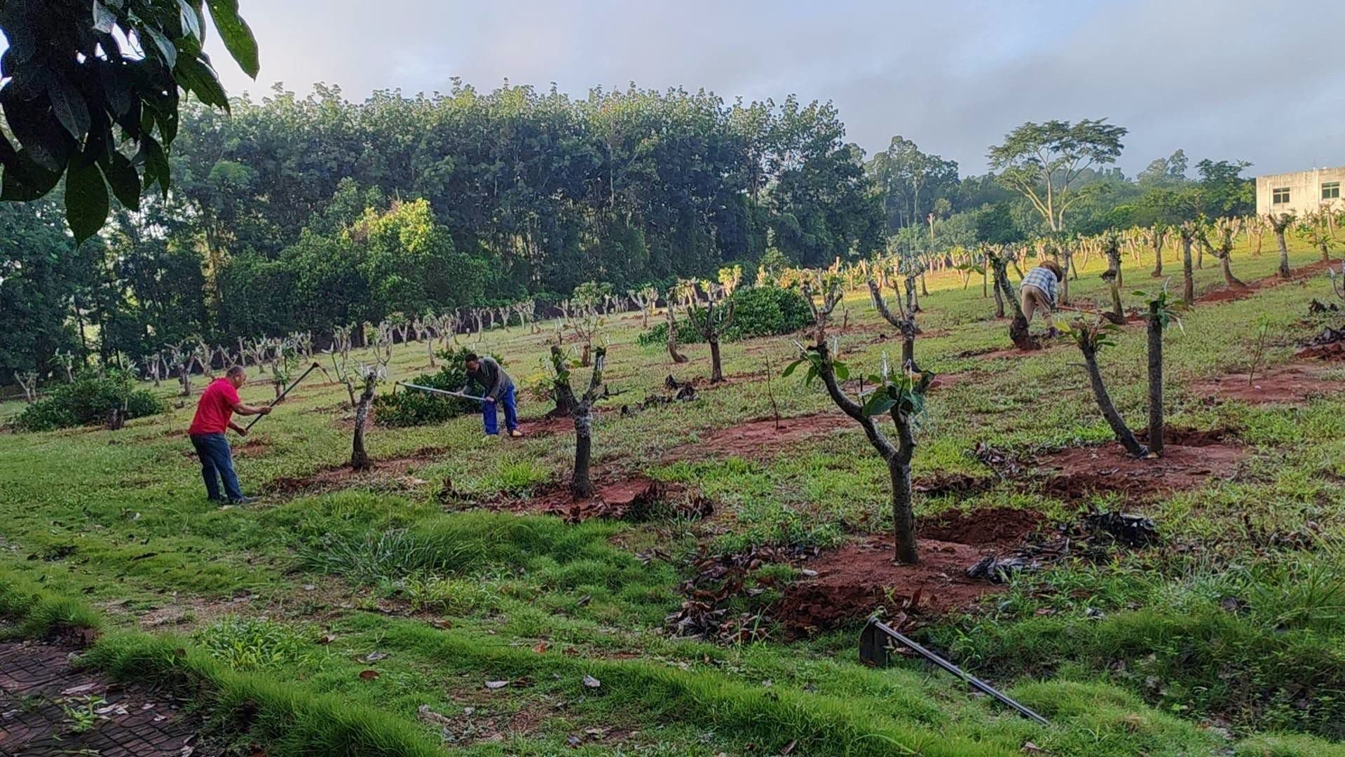 Chinese Researchers Test Ageing Cashew Orchard Rehabilitation in Cambodia