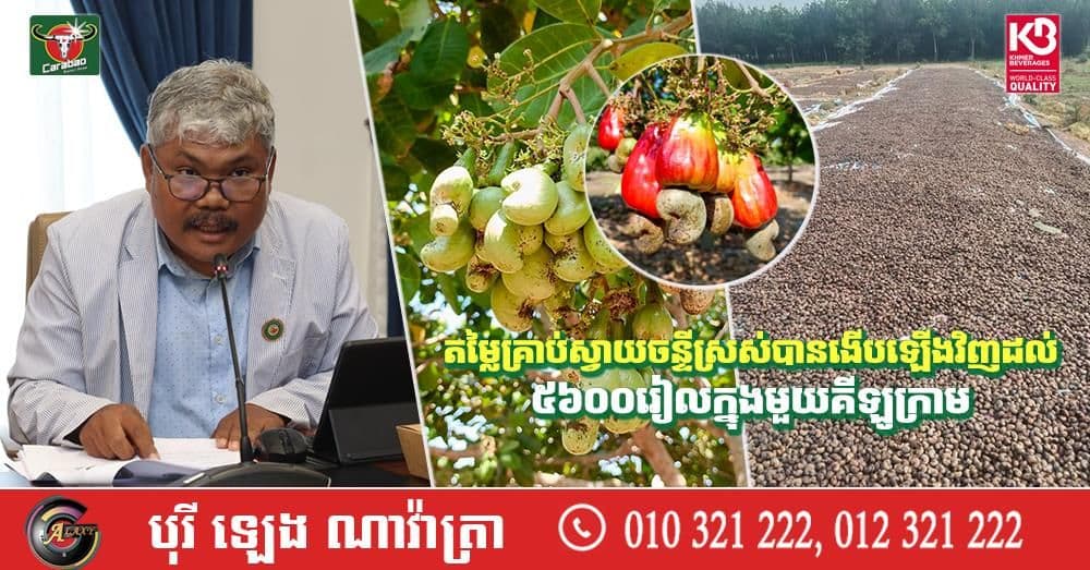 Vietnam’s Cashew Automation Revolution Redefines Global Industry