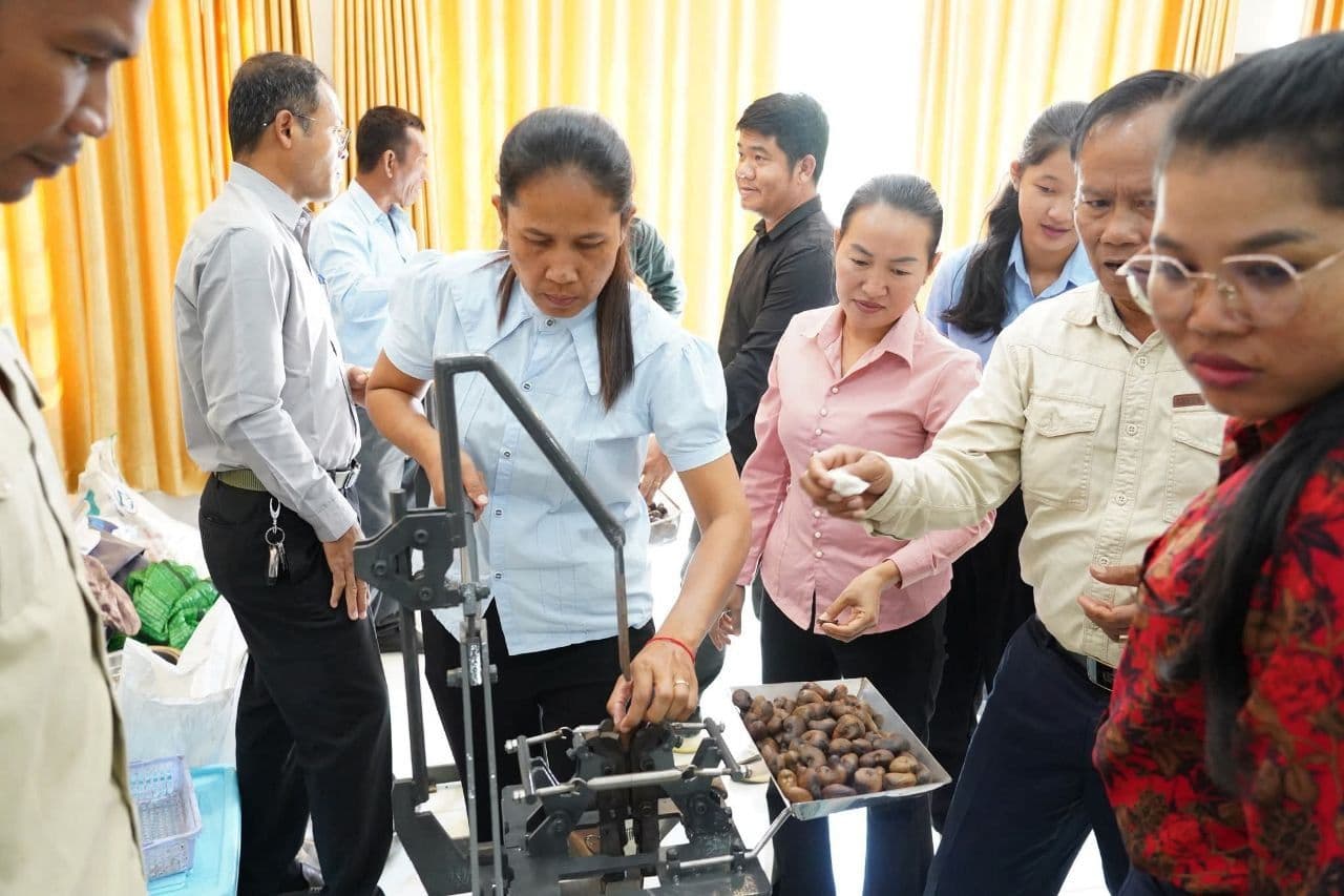 Cambodia Strengthens Cashew Sector to Boost Rural Livelihoods and Exports
