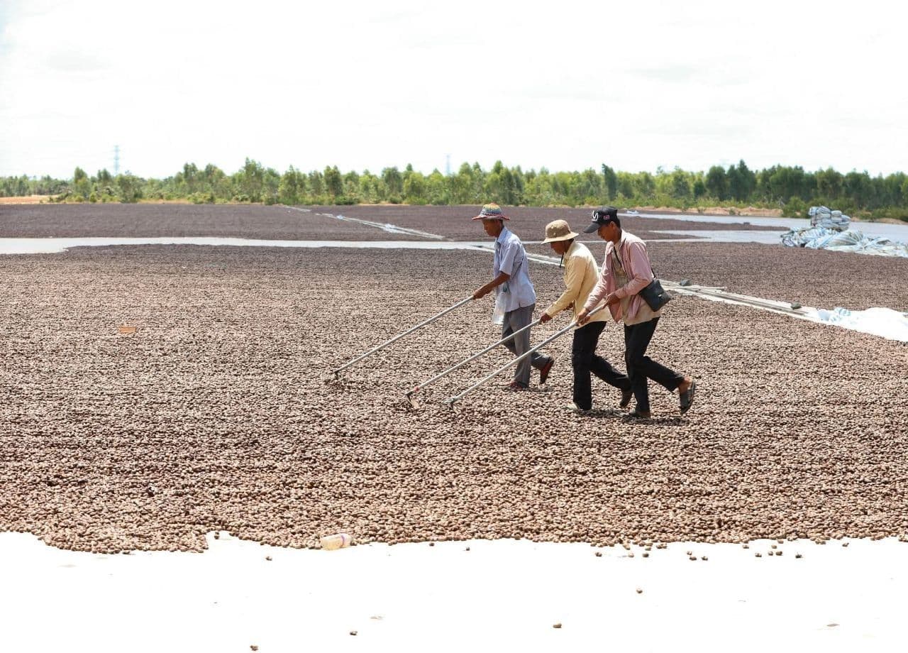 Tanzania’s Record Cashew Crop Reshapes East African Supply Landscape