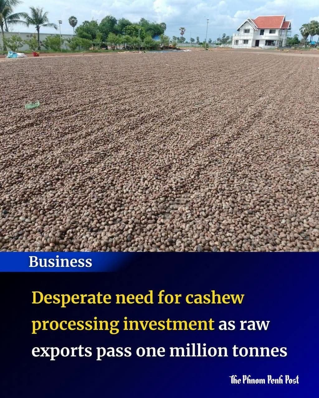 Desperate need for cashew processing investment as raw exports pass one million tonnes