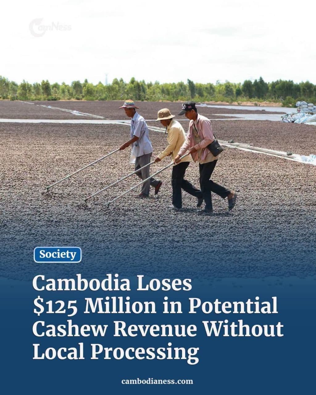 Cambodia Loses $125 Million in Potential Cashew Revenue Without Local Processing